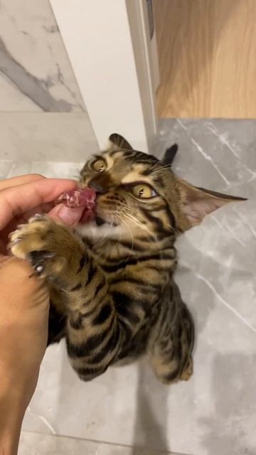 Люблю есть мясо🥩 мяу!😽 смотреть онлайн