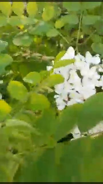 Цвіте акація... смотреть онлайн