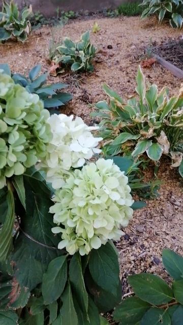 Зелёный окрас смотреть онлайн