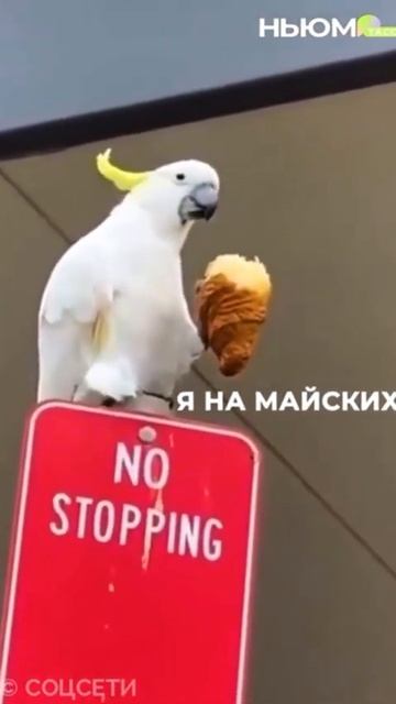 Делаем серию предпраздничных мемов. Уже есть планы? 😀 смотреть онлайн