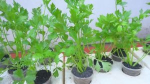 Выращивание сельдерея. Уход, полив, подкормка