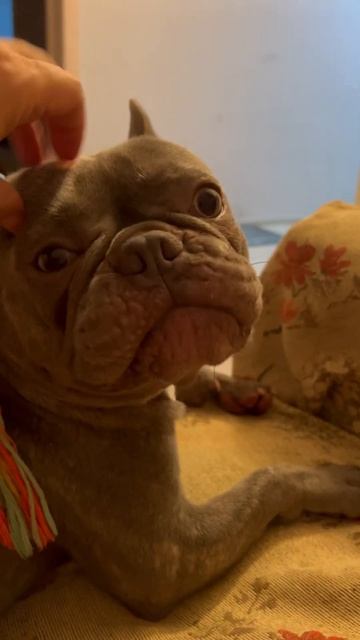 Пьем, едим, поем 🎶 танцуем😂 #robert #moscow #французскийбул? смотреть онлайн