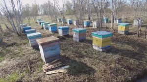 Первая кочевка в 2025 году, работы на пасеке