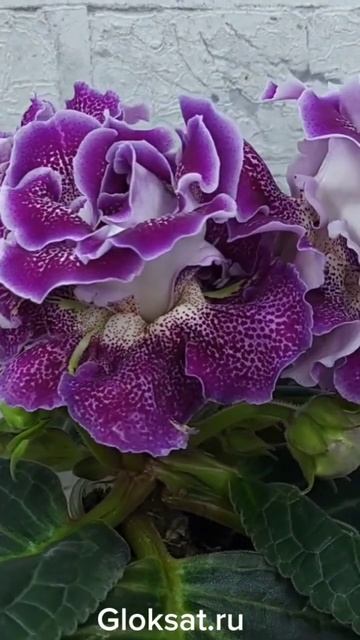 САТ- Полька Бабочка  Https://gloksat.ru/#глоксинииСАТ#глоксини?