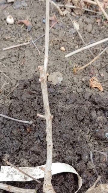 Обрезка метельчатой гортензии Пинк энд роуз. Низкая о? смотреть онлайн