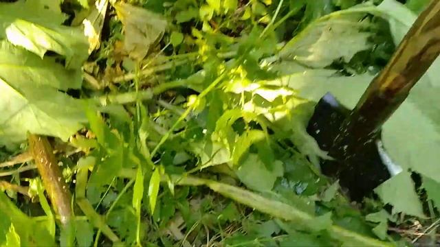 Один эпизод борьбы с зарослями борщевика