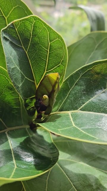 Комнатный цветок фикус лирато бамбино.#растения#комна смотреть онлайн