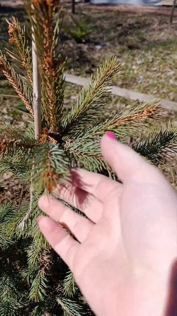 Ель Энгельмана Блю Софти. Обзор после зимы. #садоводни? смотреть онлайн