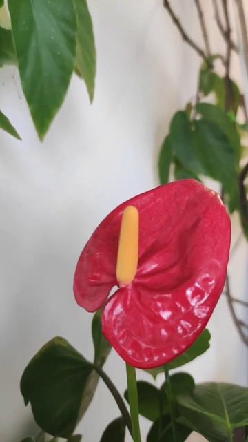 #flowers #цветы #антуриум #anthurium #plants #растения смотреть онлайн