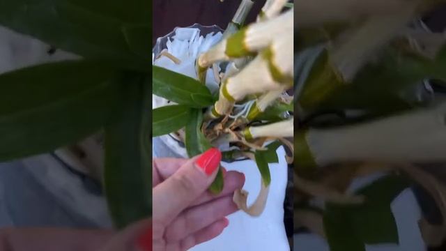 Решила пересадить дендробиумы #shortvideo
