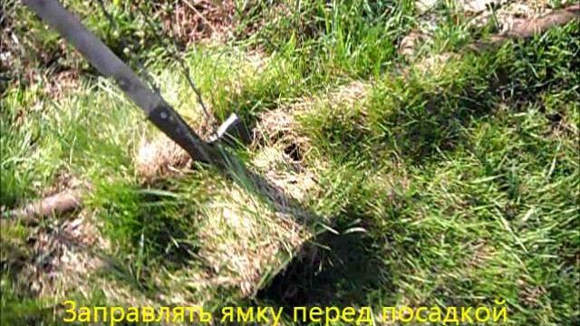 Размножаю облепиху