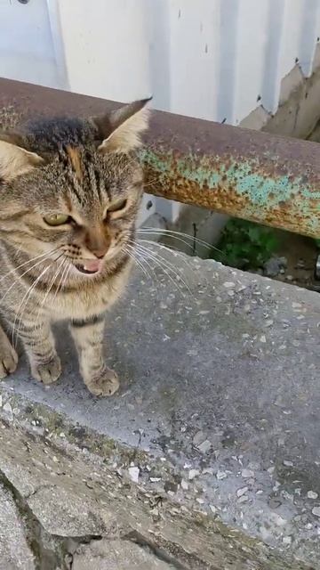 Серая кошка мяукает Мяу 😻 Cute grey feral cat meowing Meow 😸 Kucing lucu смотреть онлайн
