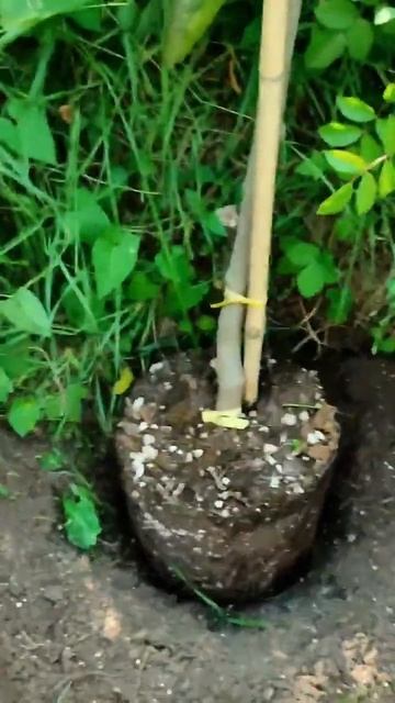 Шелковица на штамбе Ростов-на-Дону | Россия | Dulce Gardens смотреть онлайн