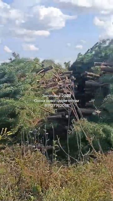 Сосна новогодняя заготовка 2023🎄 ☎️89127762018 ➡️ Telegram: Http