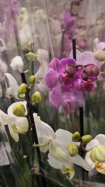 Красавица Орхидэя🌺 леруа мерлен 🌼мой сад и огород🪻 смотреть онлайн