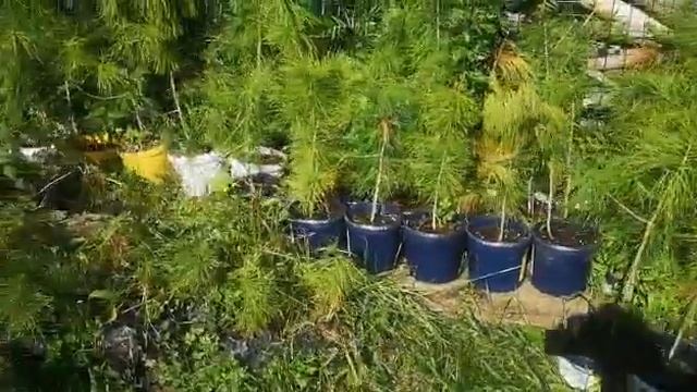 Отряд ПВО готовит кедры для благоустройства воинских смотреть онлайн