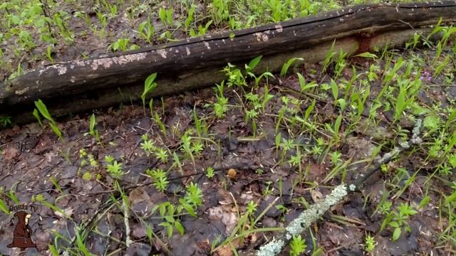 За Сморчками в Лес Собираем Сморчковую шапочку в Сама? смотреть онлайн