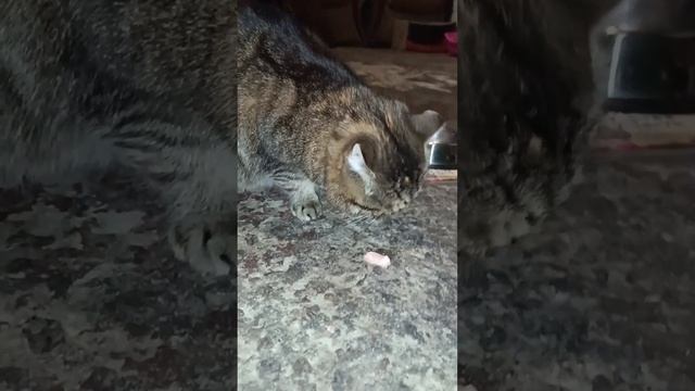 Кошки едят рыбу❤️ смотреть онлайн