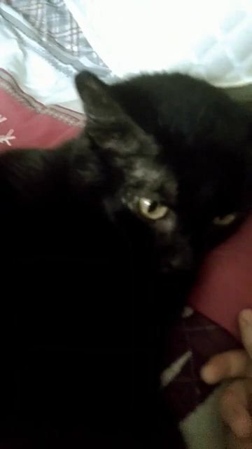 Всем привет котята я у бабушки и у неё есть кошка Дуня ?