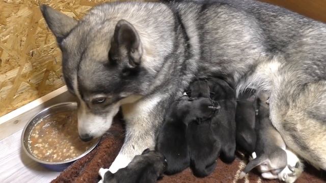 Смешной щенок запутался в пространстве, "потерял голову", но продолжал бежать смотреть онлайн