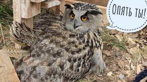 Егор пришёл тревожить сову филина Ёлку, но тыкать и шатать не стал. Сова крайне недовольно вежлива