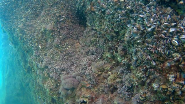 Кемер Белдиби подводный мир.Beldibi. Kemer. Underwater World, Turkey