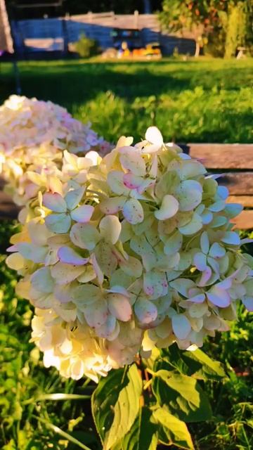 #гортензия #растения #garden #сад #цветы #садоводство #hortensi смотреть онлайн