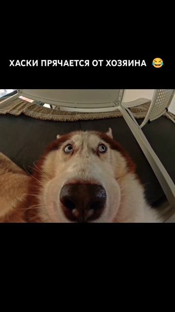 Найди меня если сможешь!👀 #смешныеживотные #собака #sho смотреть онлайн