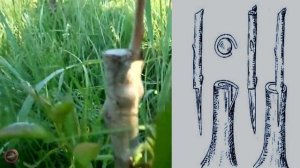 Прививка за кору и в расчеп, летний результат прививки