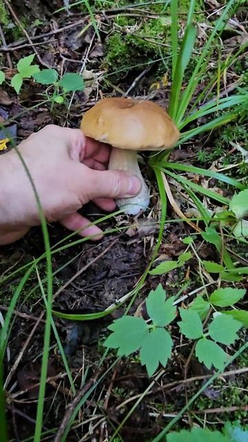 🍄🟫Белие, 🍄Подмосковье,🍄🟫 грибы,🍄 #mushroom 🍄 #fungi смотреть онлайн