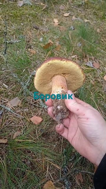 Боровик. #рек #луга #ленинградскаяобласть #лесныегрибы смотреть онлайн