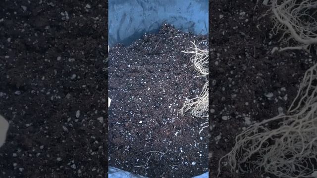 ОКС Гортензия метельчатаяЧто делать дальше???  7 916