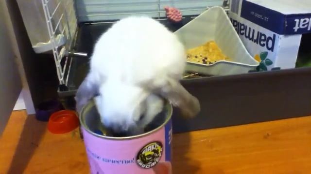 Кролик-Снежок