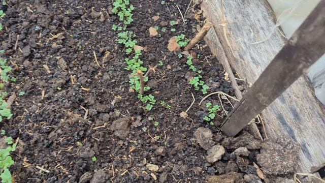Сад в цвету. 9 мая. Рассказываю огородные дела