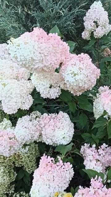 Гортензія Сандей Фрайз на 29 липня. смотреть онлайн