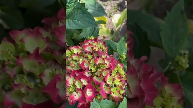Крупнолистные гортензии. Распустились новинки ❤️❤️ смотреть онлайн