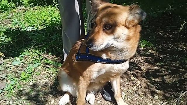 Йола Милович