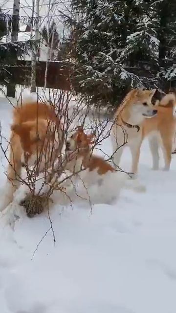 Winter games. Зимние игры смотреть онлайн