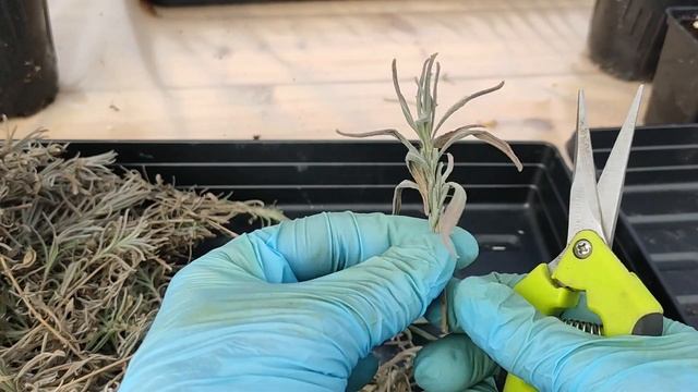 Landscape Revitalization