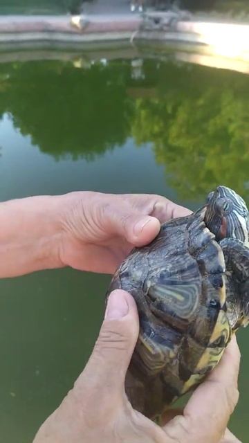 черепашка как есть смотреть онлайн