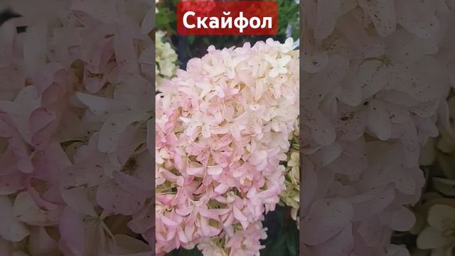 Скайфол #скайфол #гортензияметельчатая смотреть онлайн