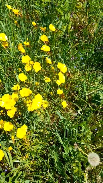 Лютик едкий.26.05.2024г. смотреть онлайн