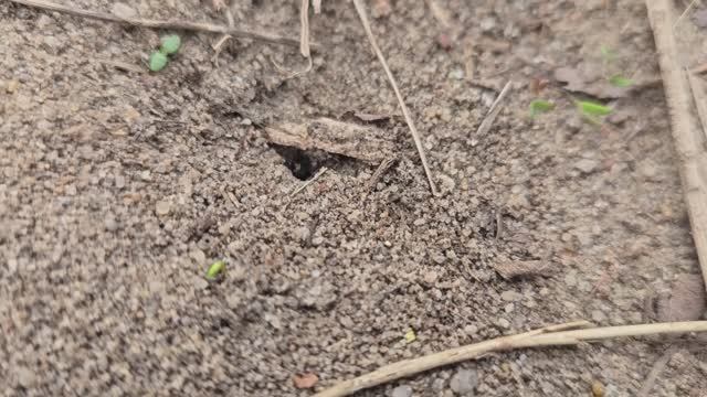 Не верил своим глазам! Муравьи исчезли за минуту - делюсь секретом, который работает на 100% смотреть онлайн