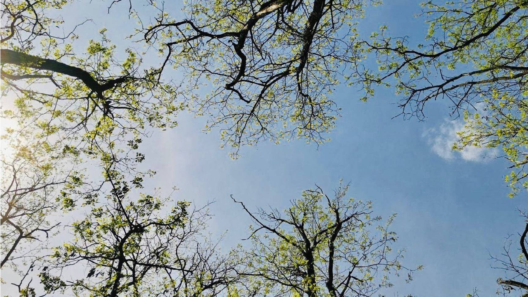 Память. Опыт и иллюзии смотреть онлайн