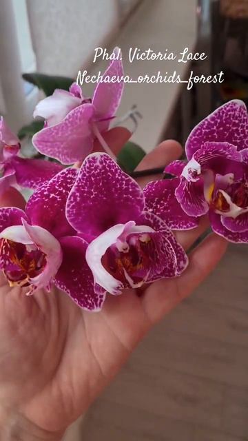Чудесный триллипс Phal. Victoria Lace🍇 #orchid #орхидея #фаленопс смотреть онлайн