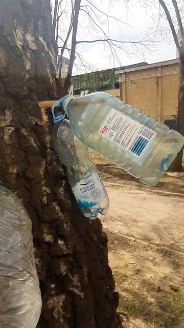 Побачили як у Львові збирають березовий сік #береза #б? смотреть онлайн