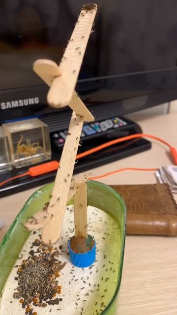 федоле из африки едят мед. ants of africa смотреть онлайн