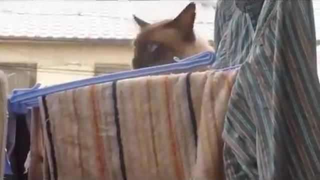 Неудачный паркур кота смотреть онлайн