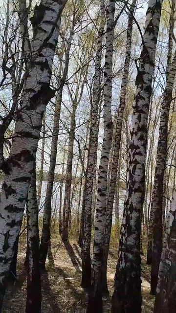 сік у березах відбродив, стоять закохані у небо смотреть онлайн