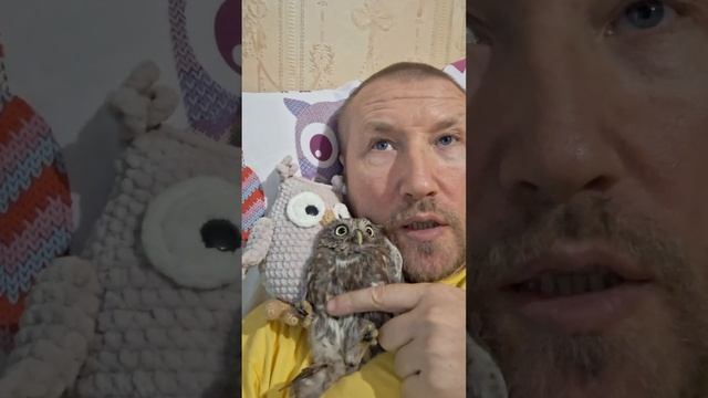 Как правильно содержать СЫЧА или сова СПЛЮШКА в домаш? смотреть онлайн